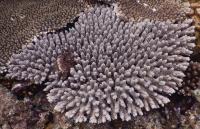 A Type of Reef-Building Coral, Acropora Tenuis