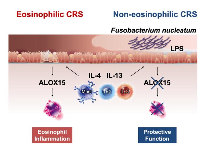 F. nucleatum and its impact on chronic rhinosinusitis (CRS).