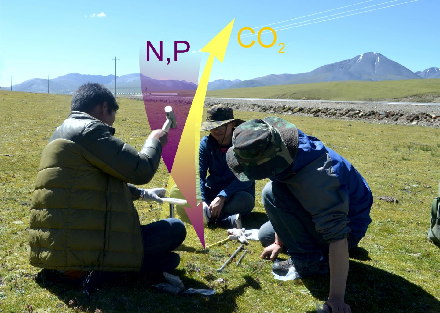 Tibetan Soil Enrichment with Nitrogen and Phosphorus Leads to Carbon Loss