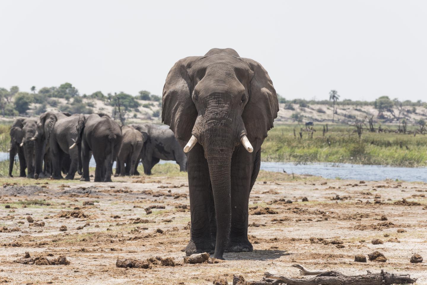 An elephant investigating dung with his trunk