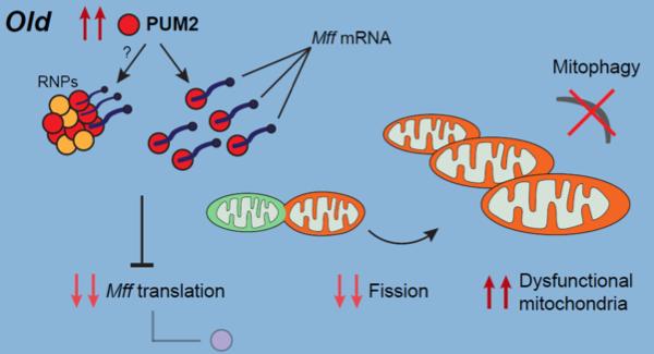 Schematic Model of PUM2 Impact on Age-related Mitochondrial Function