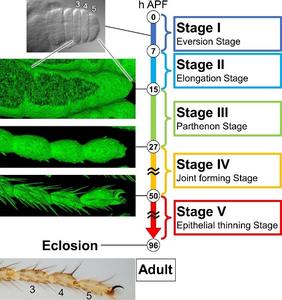 Overview of the final leg shape formation