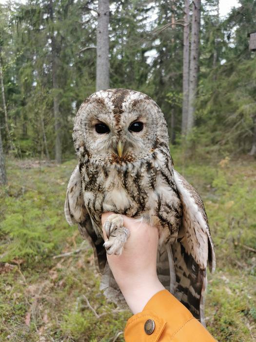 Pale grey tawny owl