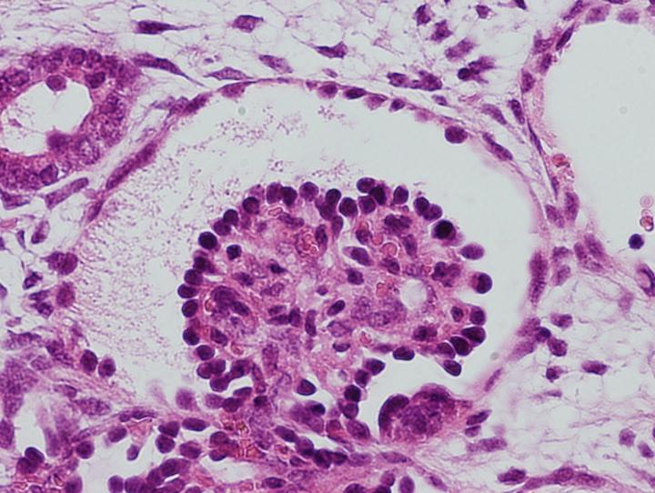 Vasculature Connected Glomerulus