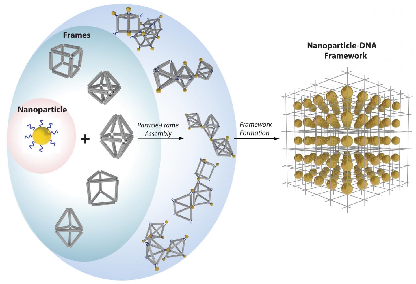 DNA-Nanoparticle Frameworks
