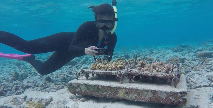 Megan Morikawa Photographs Nursery Corals