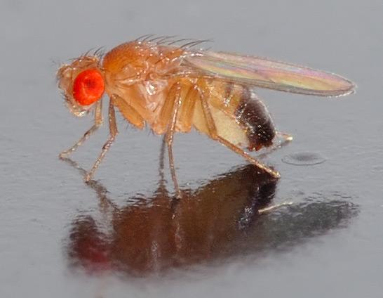 Fruit Fly (<em>Drosophila melanogaster</em>)