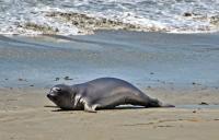 Seal on California Beach