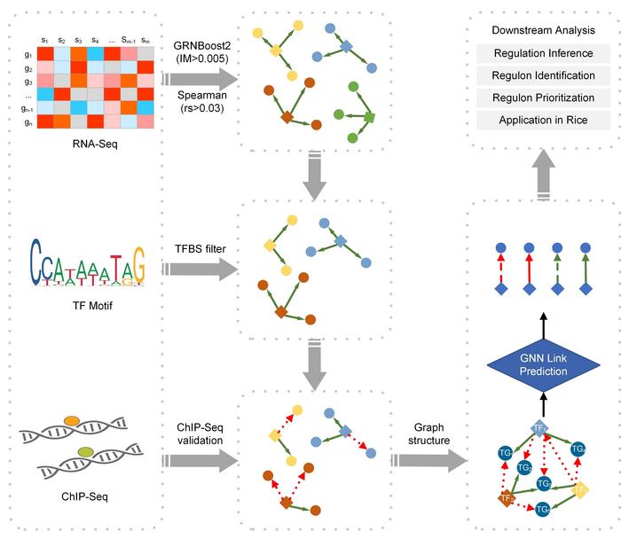 Inference and prioritization of tissue-specific regulons in Arabidopsis and Oryza