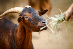 Goat at Santa Barbara Zoo