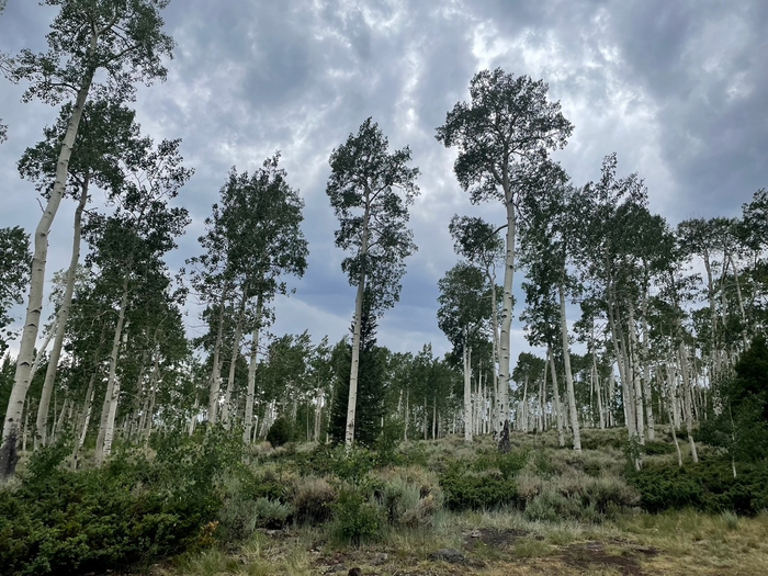 The Pando aspen grove in southcentral Utah after a thunderstorm.