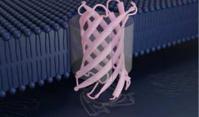 Designed beta-barrel proteins