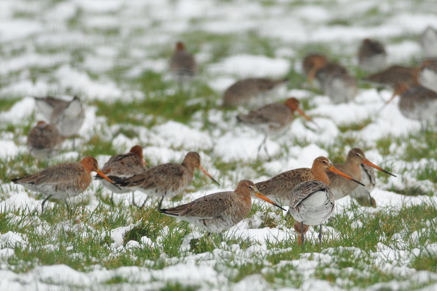 Godwits