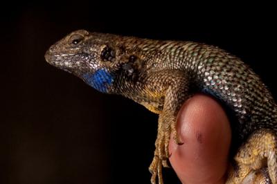Western Fence Lizard