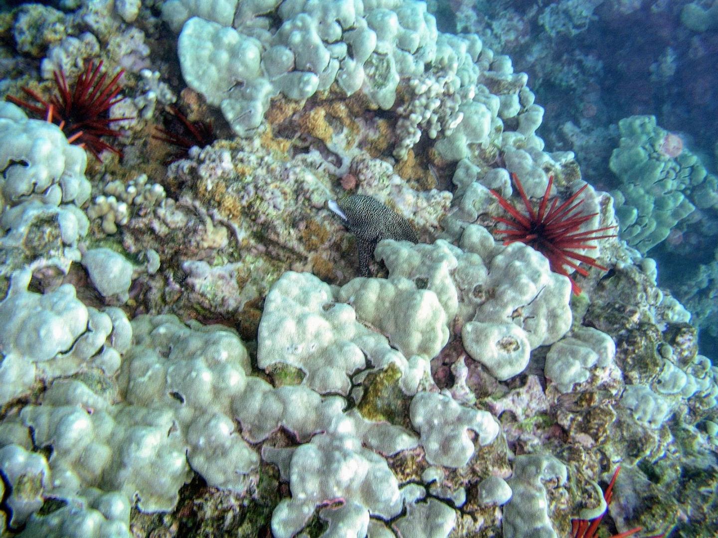 Porites coral