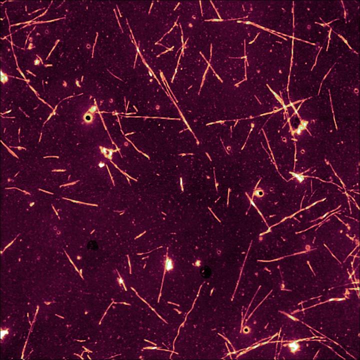 Alpha-Synuclein Amyloid Fibrils