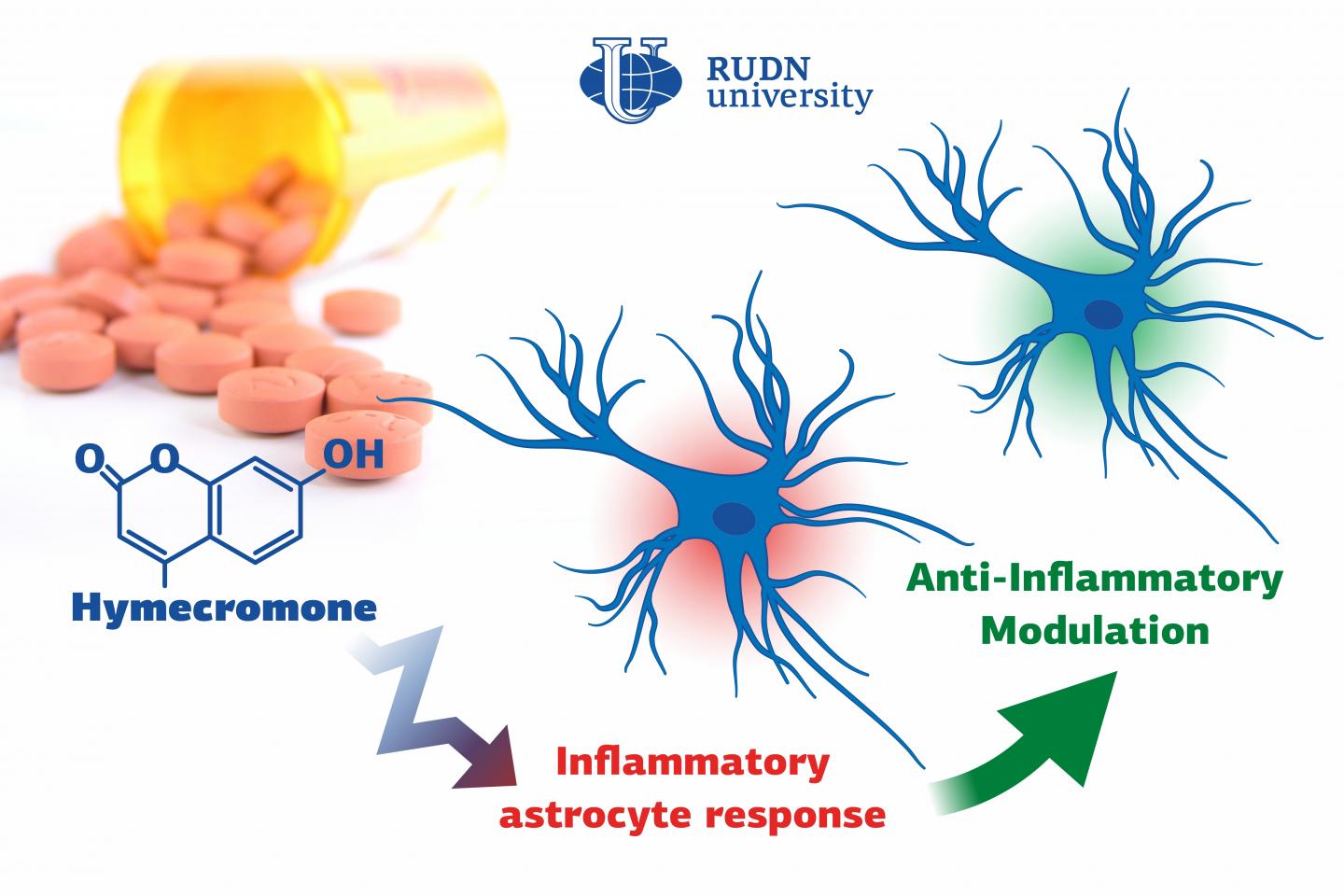 Biologists from RUDN University Suggested a New Substance to Suppress Neuroinflammation
