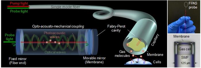 Miniaturized all-fiber photoacoustic spectrometer for intravascular gas detection.