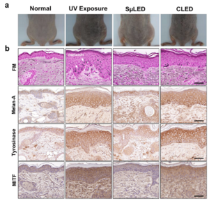 The efficacy of melanogenesis inhibition on mouse dorsal skin