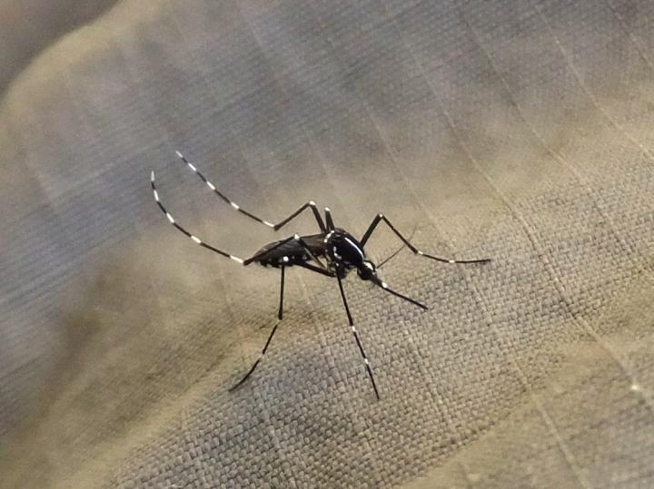 Asian Tiger Mosquito