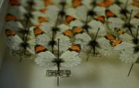 Butterfly Specimens (2 of 2)