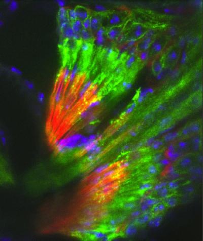 Fruit Fly Auditory Organ