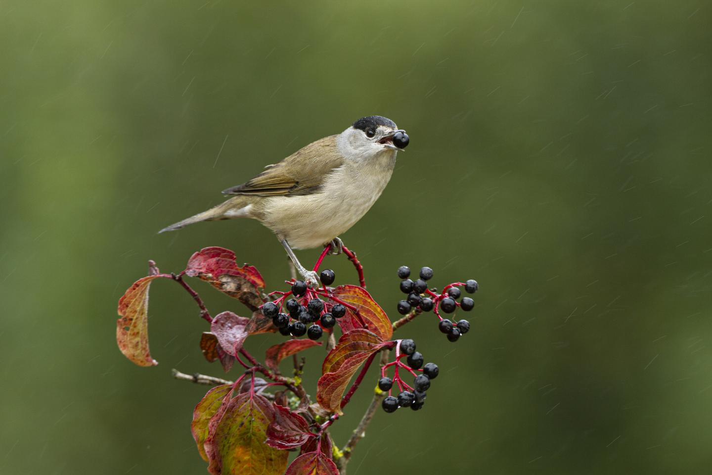 A Blackcap Eating Dogwood Fruits