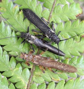 Three appearances of mimic, non-mimic, and original stonefly