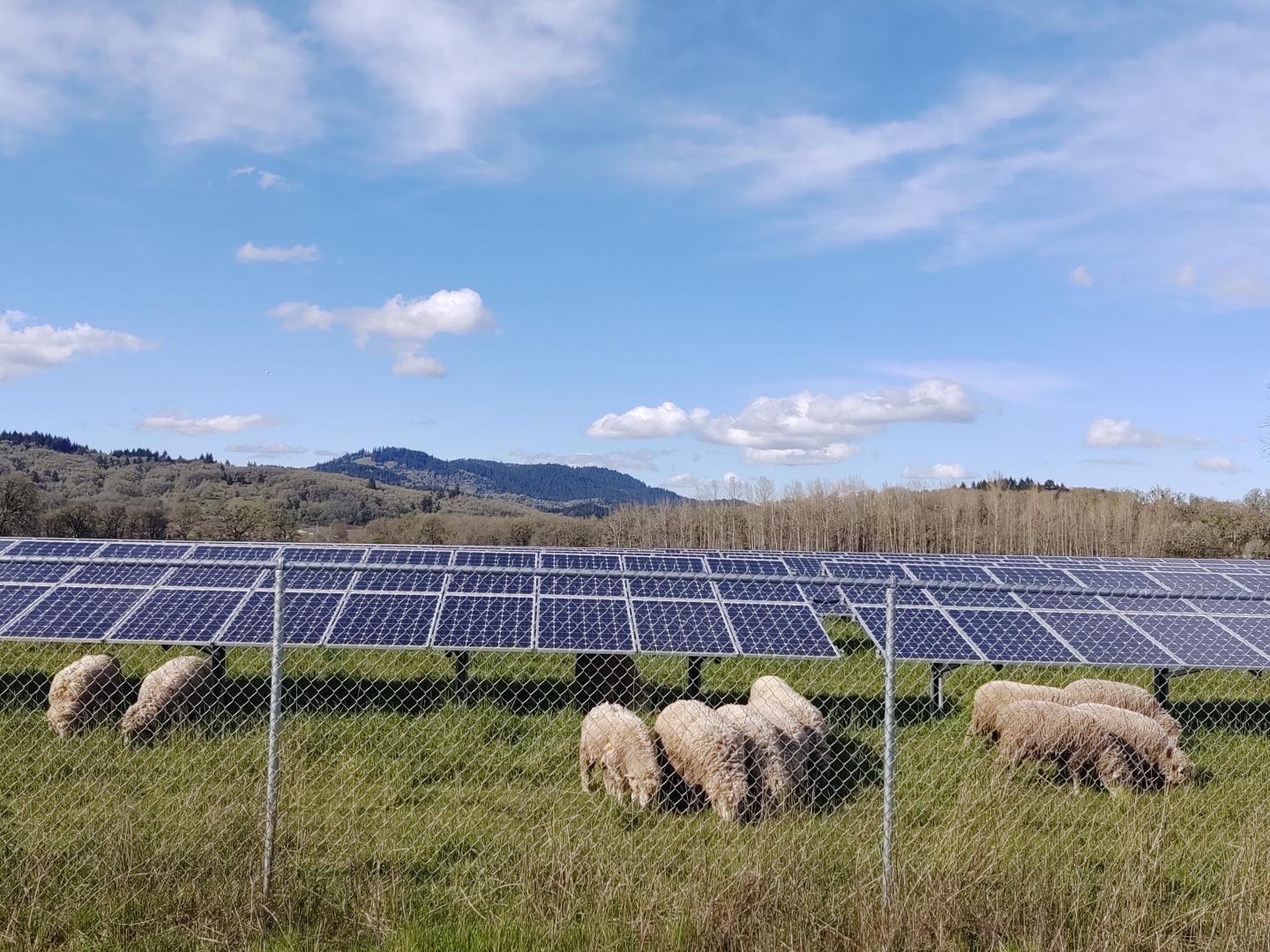 Sheep and solar panels