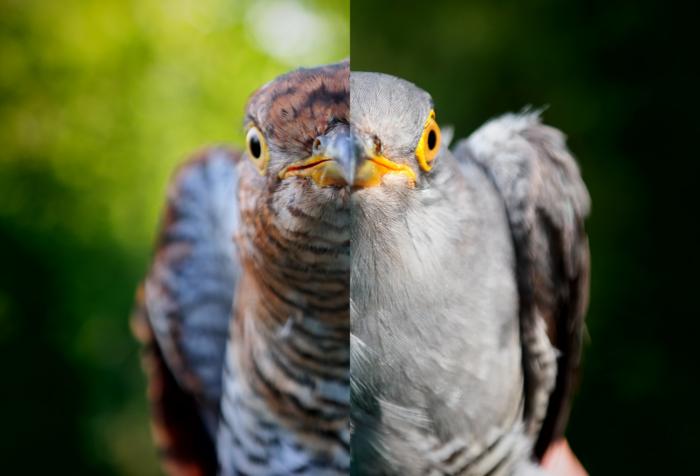 Female adult Common Cuckoos