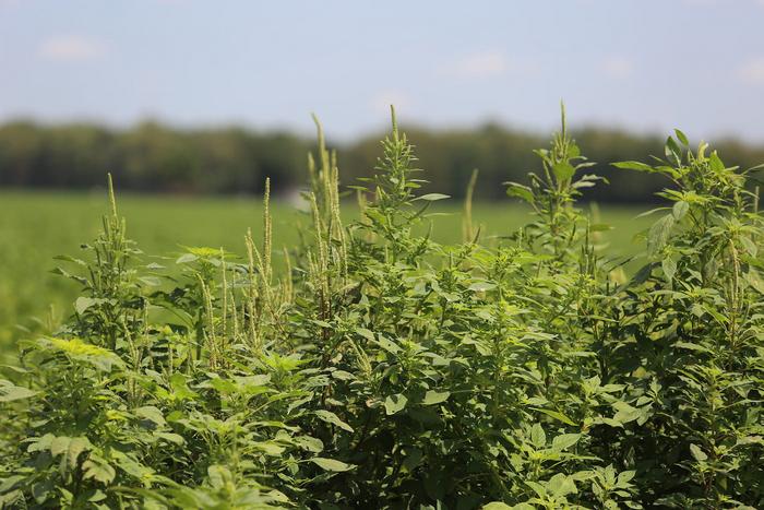 Palmer pigweed