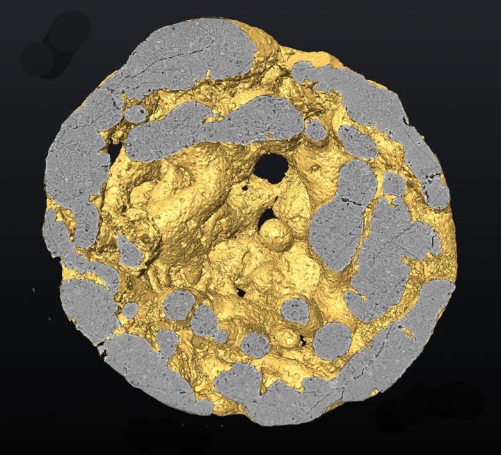 3D Reconstruction of a Caveasphaera Specimen, Showing Cell Structures