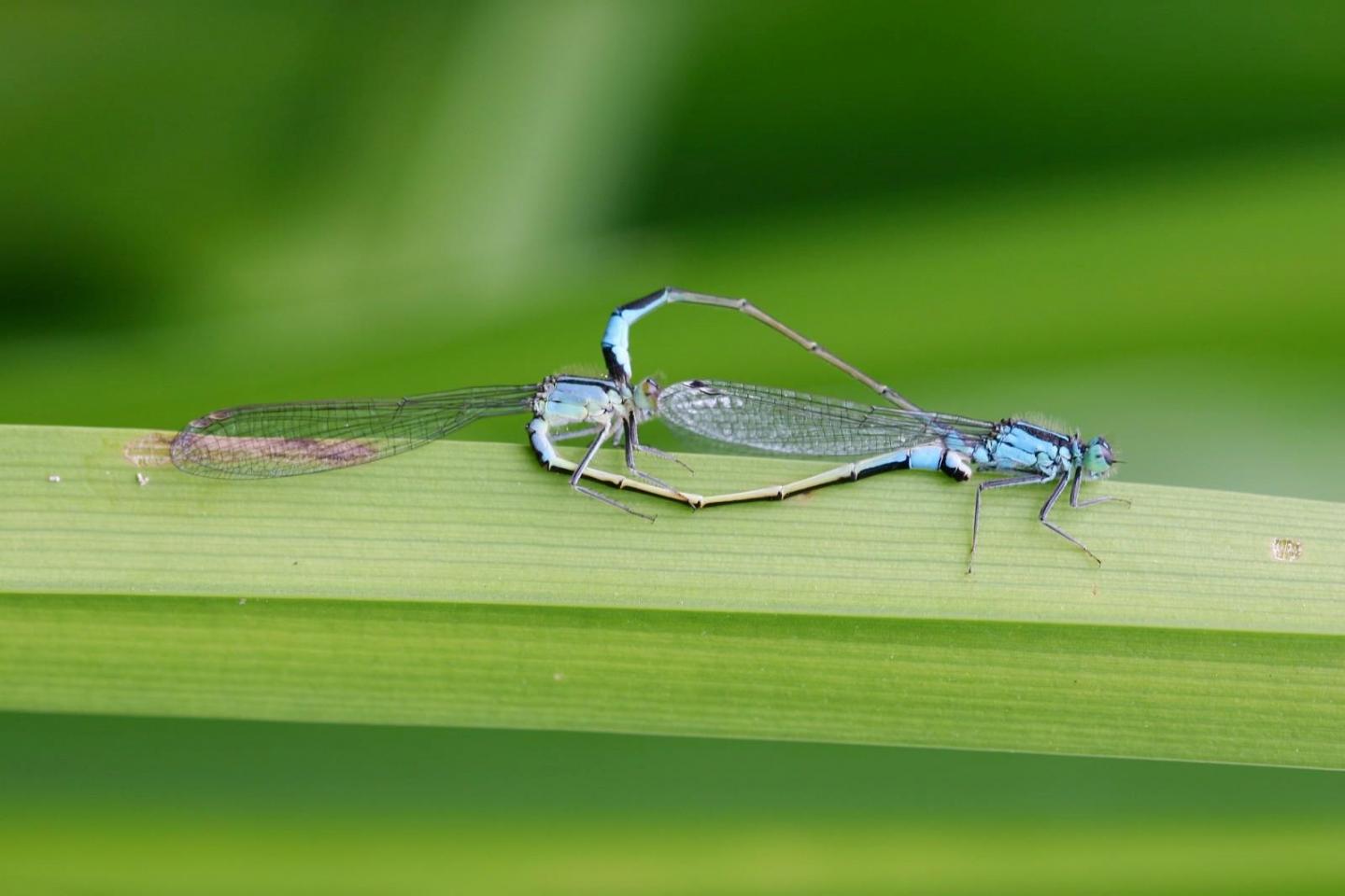 Blue-Tailed Damselfly