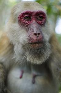 Old female Assamese macaque
