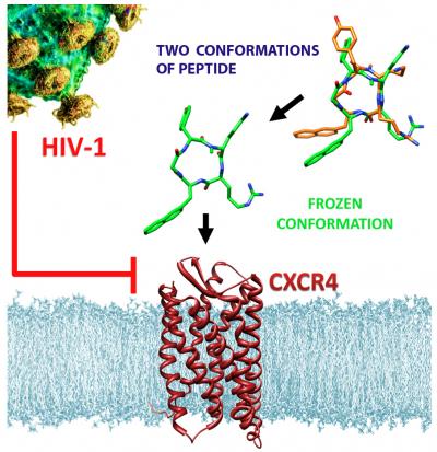 Potential Drug Molecule Shows Enhanced Anti-HIV Activity