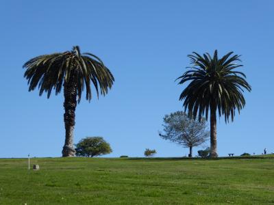 A Dead Canary Islands Date Palm Tree 