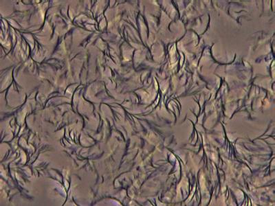 Mannitol Dioctanoate in Canola Oil