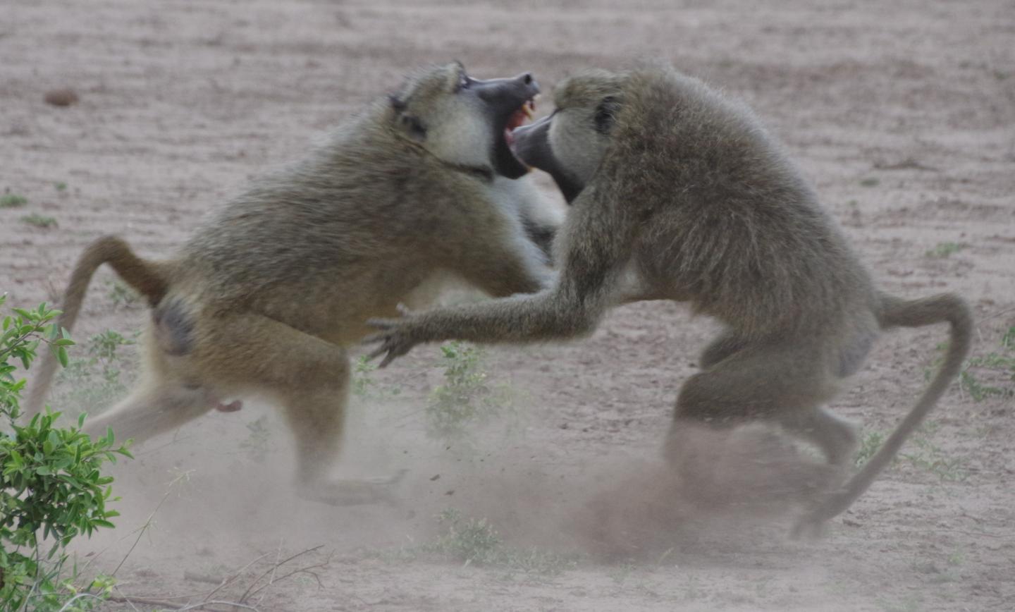 Male baboons