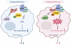 TBC1D1 and its downstream target Rab8a exhibit dynamic interaction with NOX2 forming an energy- responsive complex in macrophages.