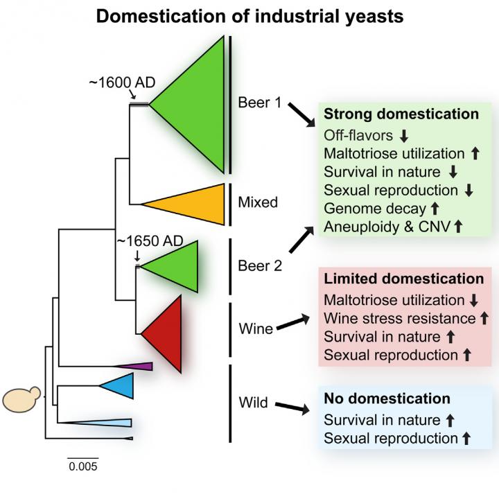 Domestication of Industrial Yeasts