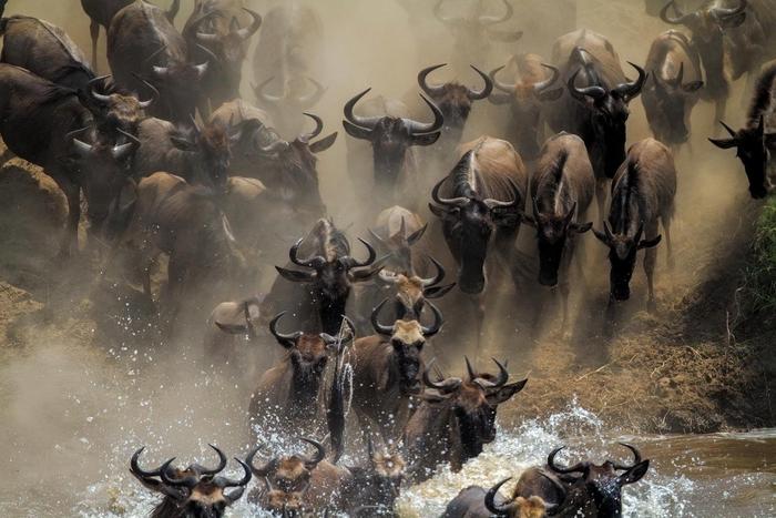 Wildebeest migration