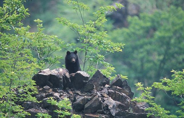 A Young Bear on Top of a Rock
