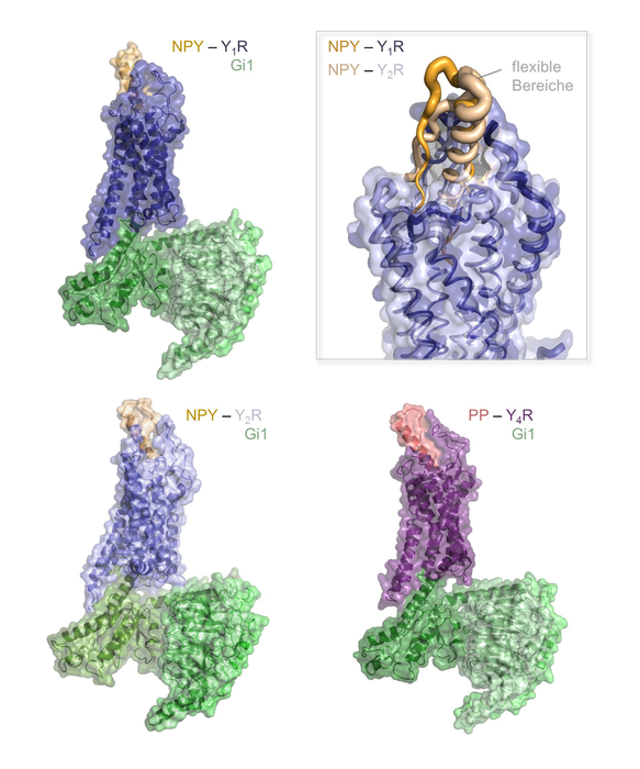 Structures of three peptide-receptor complexes of the human NPY family