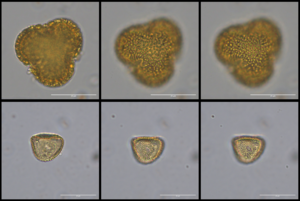 pollen grains