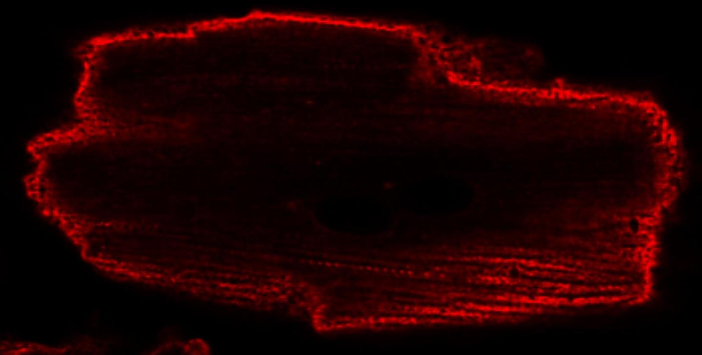 G-proteins on the Surface of a Cultured Heart Cell