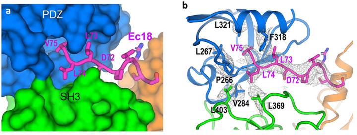 closeup figures of E protein-PALS1 complex