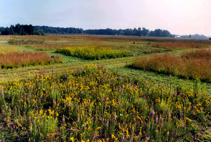 Plant Research Plots at Cedar Creek Ecosystem Science Reserve