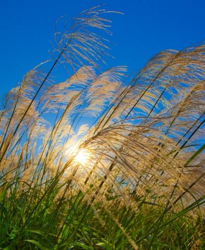 <I>Miscanthus</I> in the Sun