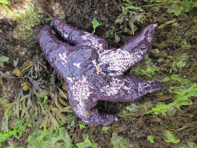 Sea Star with Disease