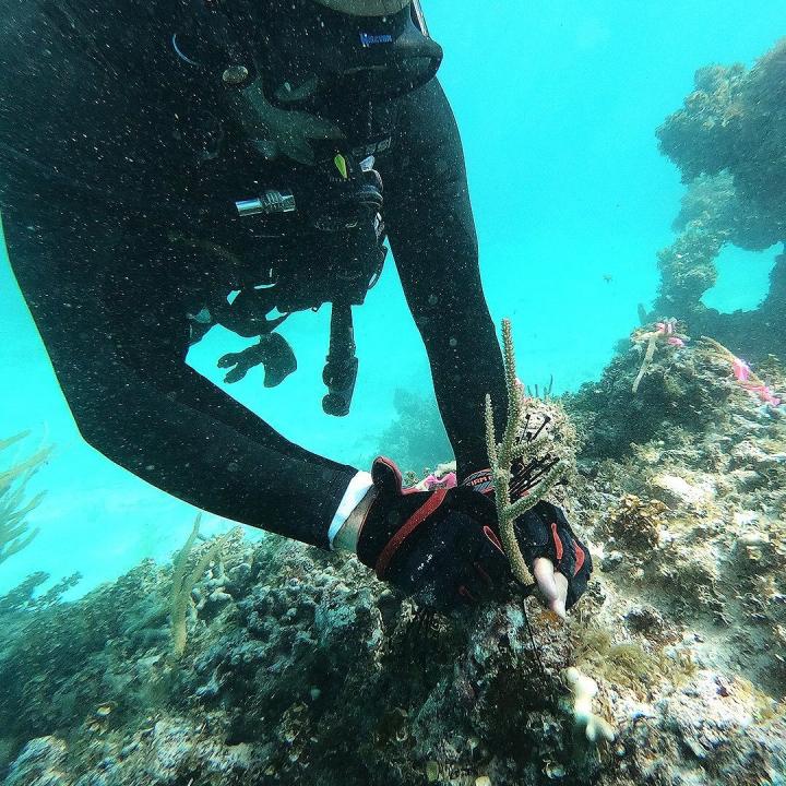 Outplanting corals